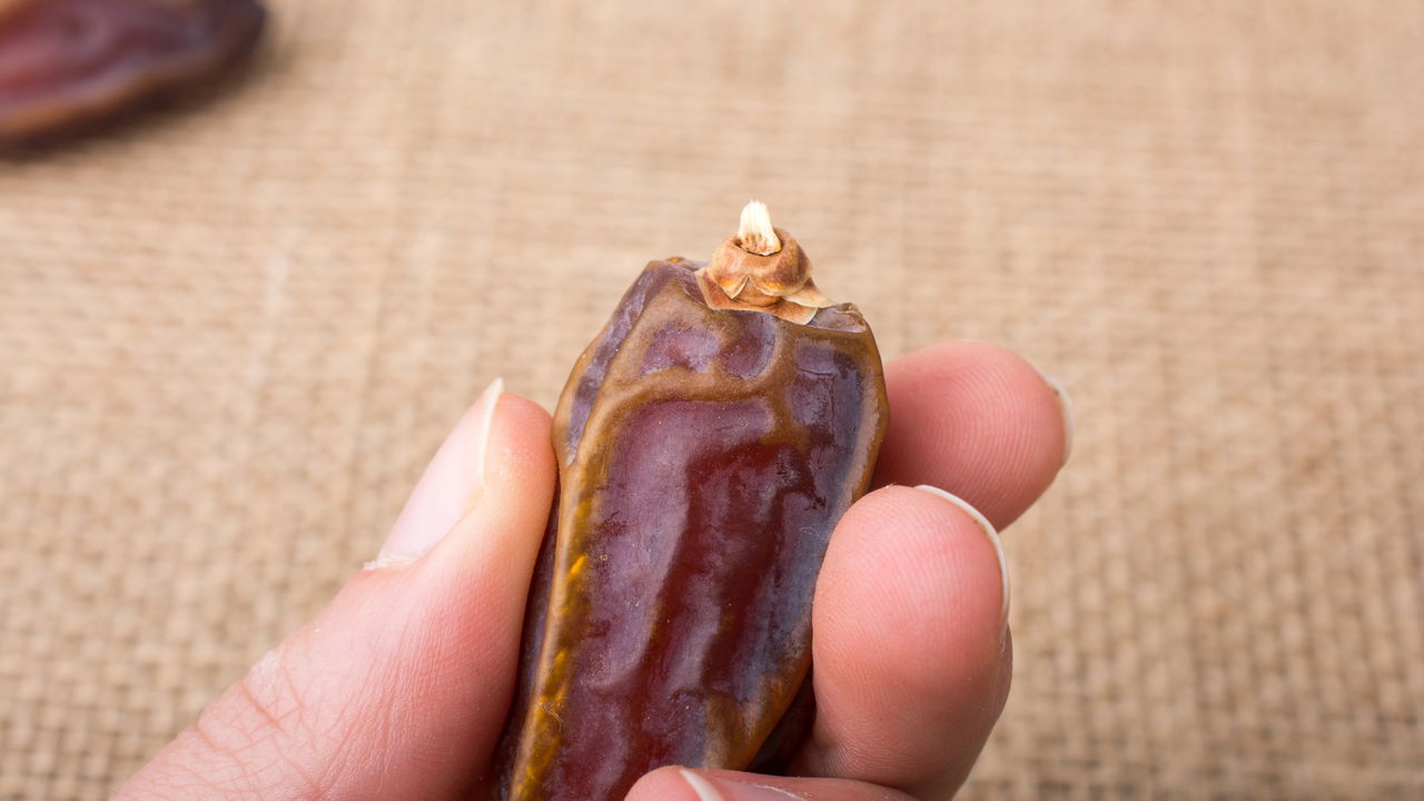 A tâmara é o novo superalimento? O que a ciência diz sobre esse tesouro nutricional!