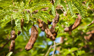Essa fruta azedinha limpa o fígado e turbina a memória