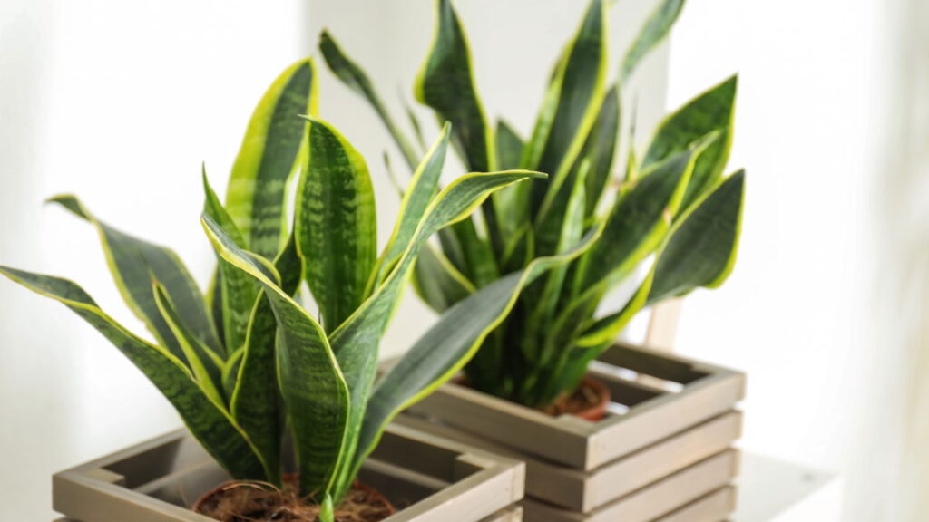 A planta que combate mofo e melhora o ar da sua casa