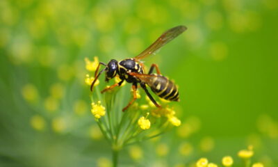 Vespas de invadem seu jardim? Confira o que fazer antes que seja tarde demais!