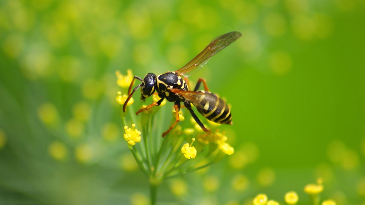 Vespas de invadem seu jardim? Confira o que fazer antes que seja tarde demais!