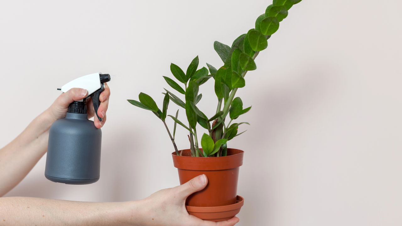 Esse truque japonês está fazendo zamioculcas brotarem sem parar