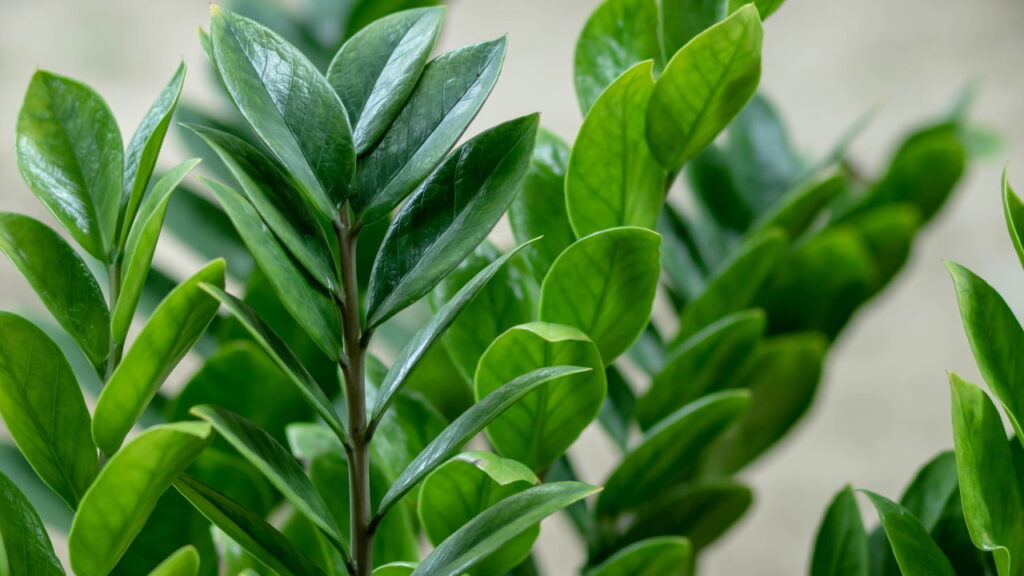 Esse truque japonês está fazendo zamioculcas brotarem sem parar