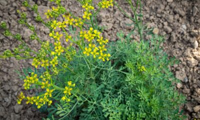 Planta comum no Brasil é conhecida por afastar más energias e doenças