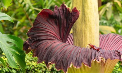 Essa flor rara só aparece a cada 3 anos