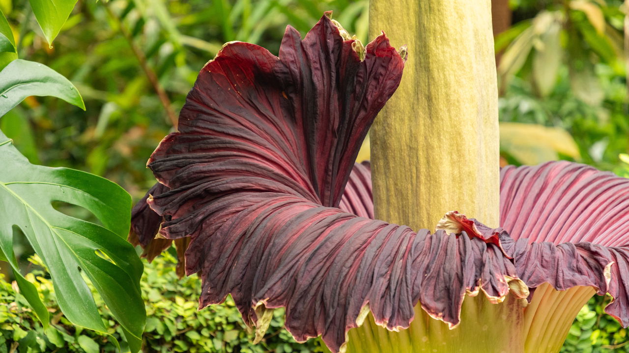 Essa flor rara só aparece a cada 3 anos