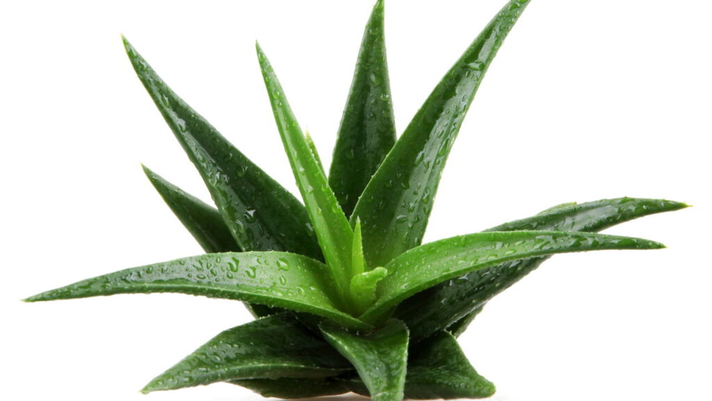  Plantas que ajudam contra mofo e umidade em casa
