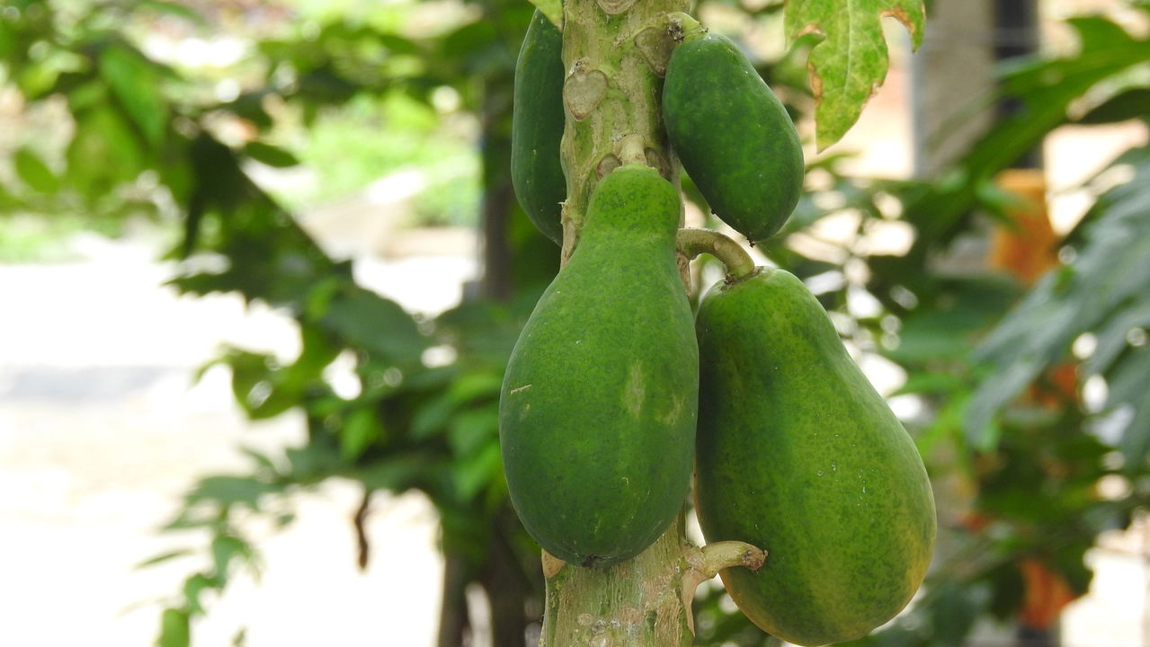 Plante mamão da semente e colha em menos de 1 ano