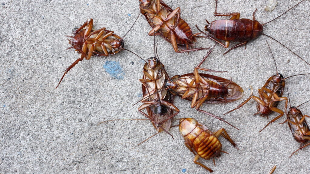 Pessoas que sentem cheiro de barata têm uma habilidade rara no DNA