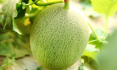 Como plantar melão e colher frutas doces no tempo exato