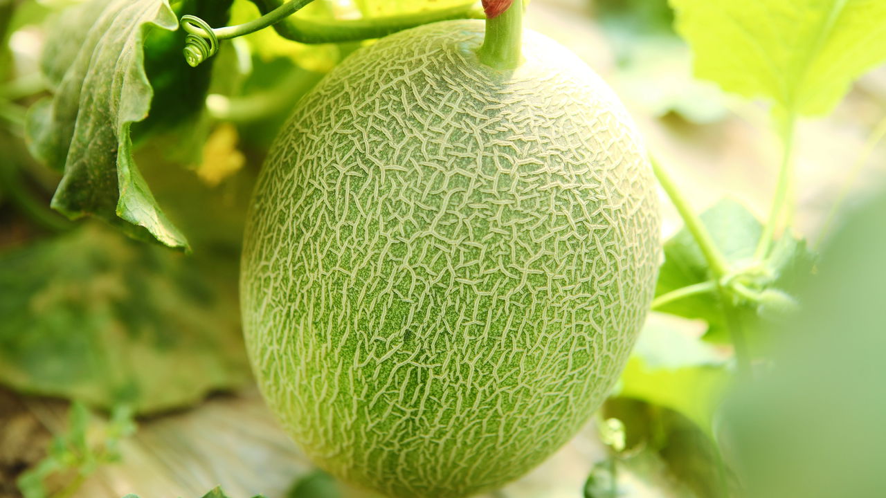 Como plantar melão e colher frutas doces no tempo exato
