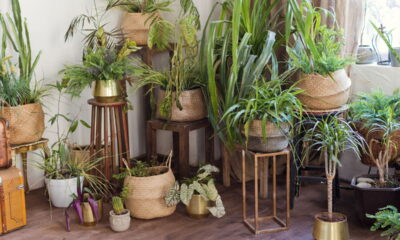 Planta comum nas casas brasileiras é perigosa