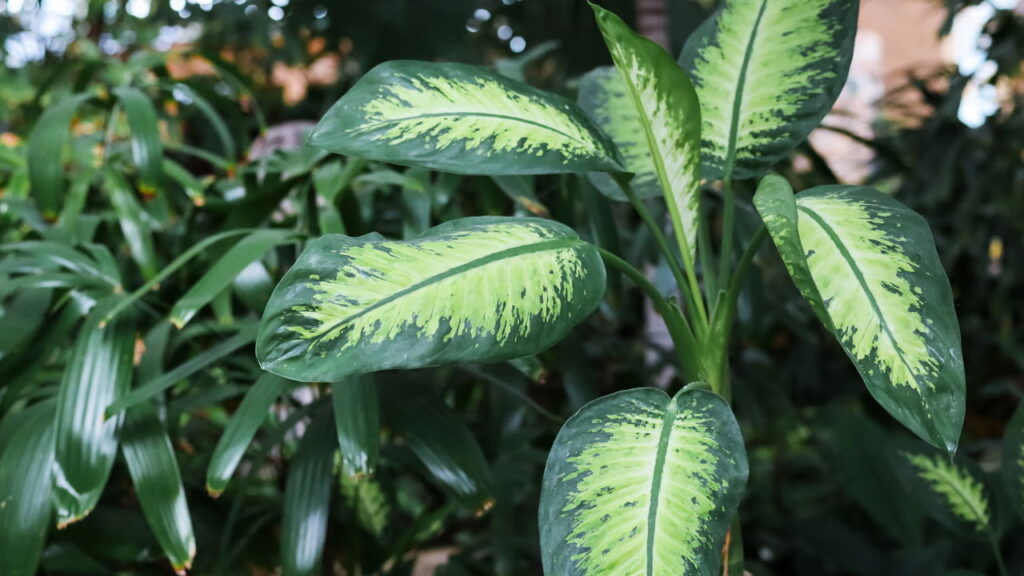 Planta que afasta doenças e inveja ao mesmo tempo