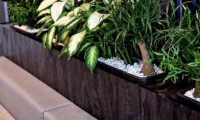 Planta que afasta doenças e inveja ao mesmo tempo