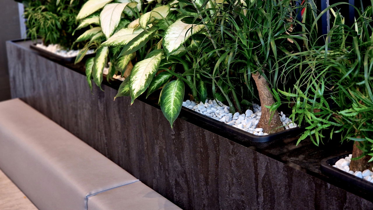 Planta que afasta doenças e inveja ao mesmo tempo