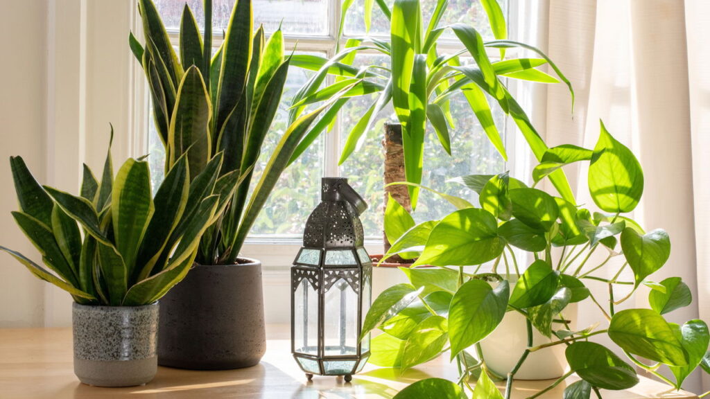 Cuidar de dracena é mais fácil do que parece