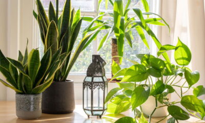 Estas 5 plantas ornamentais transformam a entrada da casa e deixam o ambiente mais acolhedor