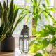 Estas 5 plantas ornamentais transformam a entrada da casa e deixam o ambiente mais acolhedor