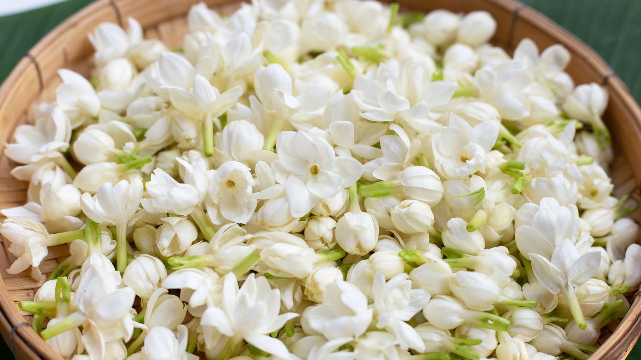 Planta que combate rinite e deixa o quarto cheiroso