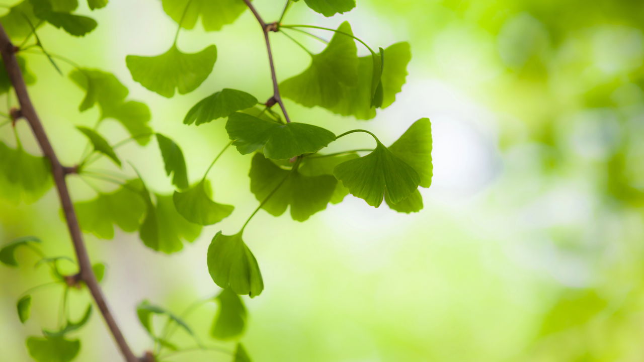 Conheça a planta chamada de “remédio da memória”