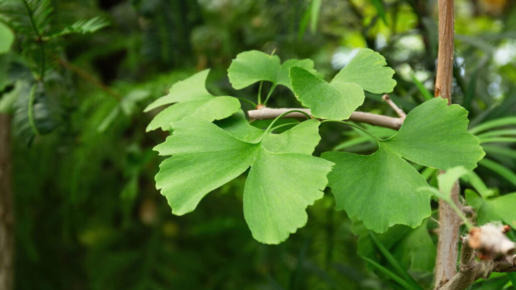 Conheça a planta chamada de “remédio da memória”
