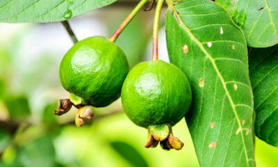 Faça muda de goiaba com galho e plante no quintal