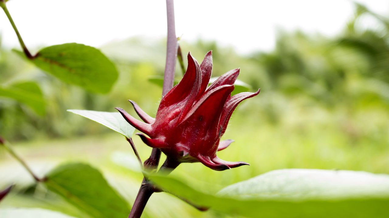 Planta fácil de cuidar ajuda a perder peso