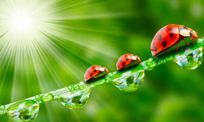 Joaninhas no jardim o que significa