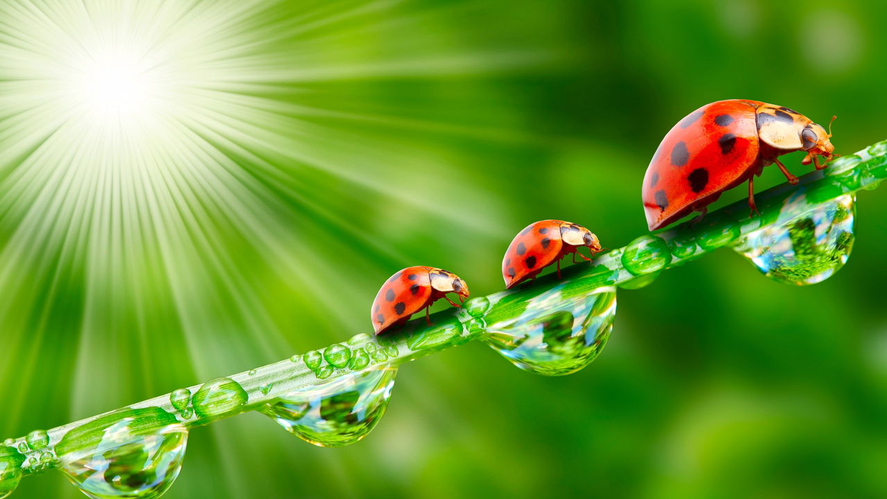 Joaninhas no jardim o que significa