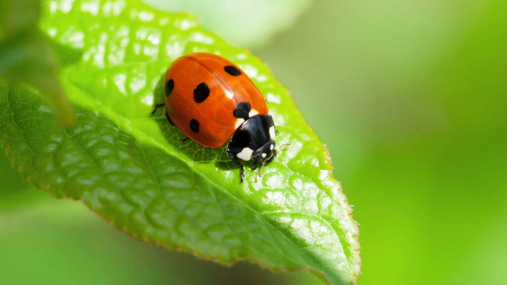 Joaninhas no jardim o que significa