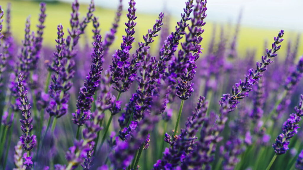 Essa planta atrai borboletas e traz mais cor ao jardim
