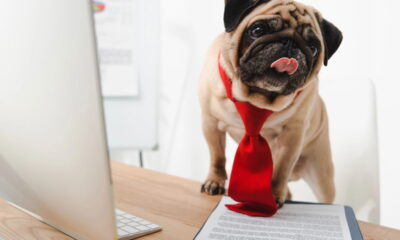 Língua para fora quando estamos focamos em uma tarefa o que significa