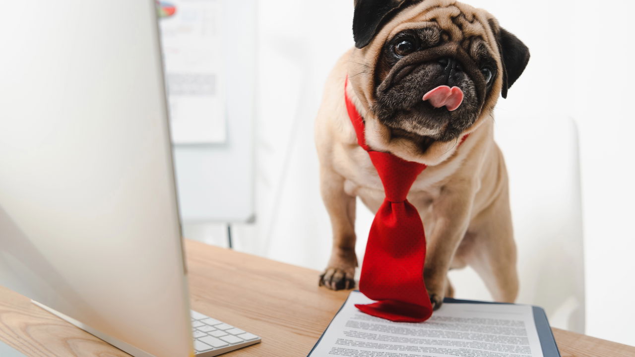 Língua para fora quando estamos focamos em uma tarefa o que significa