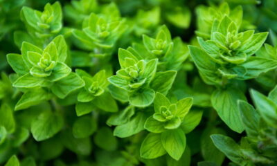 Como cultivar orégano e ter tempero sempre fresco