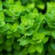 Como cultivar orégano e ter tempero sempre fresco