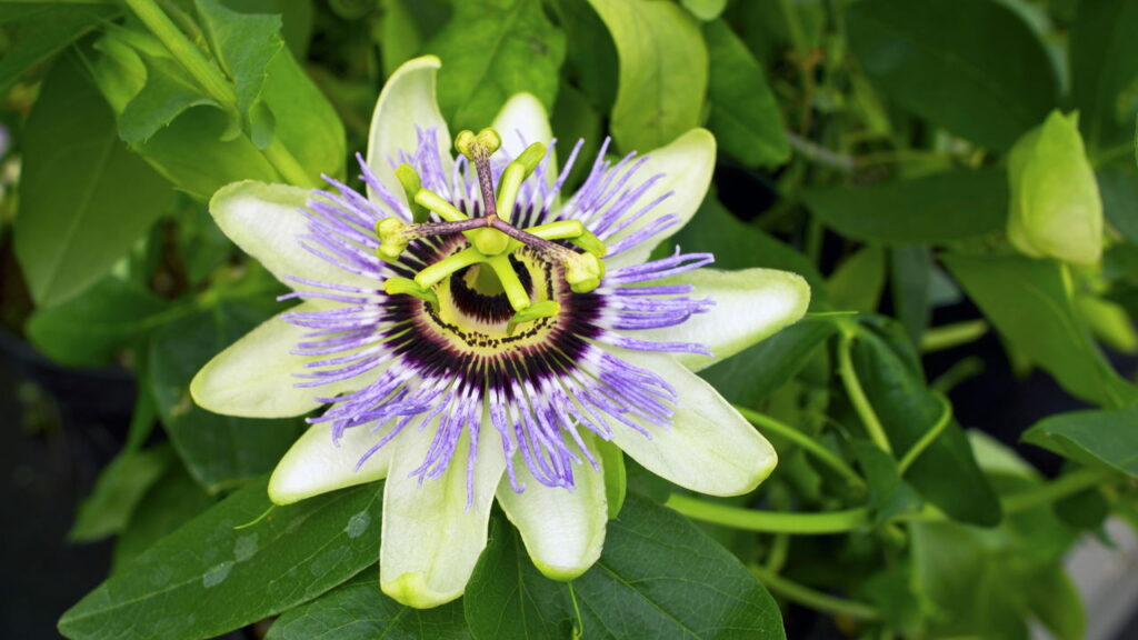 Planta tradicional para ansiedade é liberada no Brasil