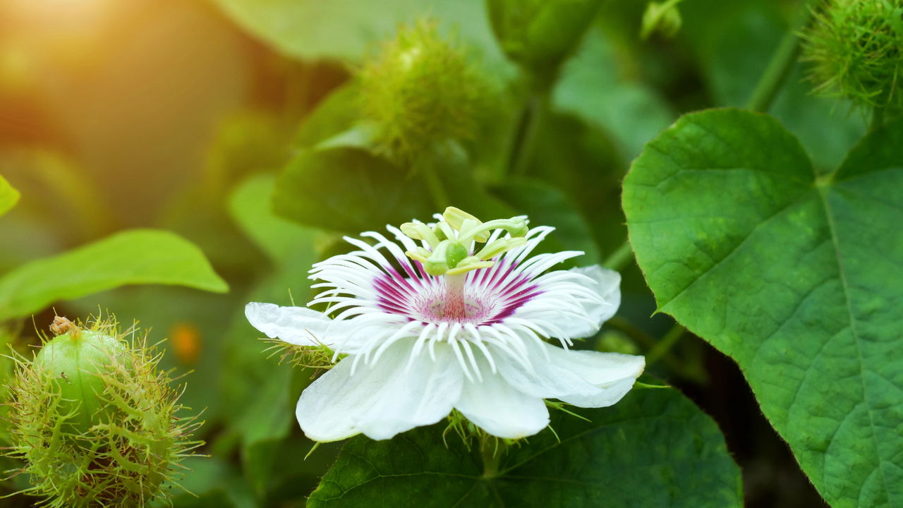 Planta tradicional para ansiedade é liberada no Brasil