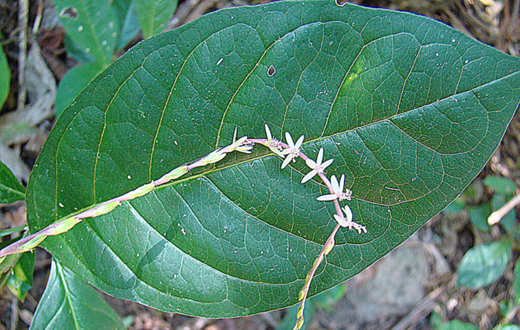 Planta poderosa traz sorte e é usada em rituais