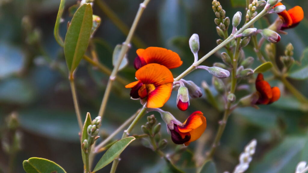 O que significa quando a planta cresce sempre para o mesmo lado