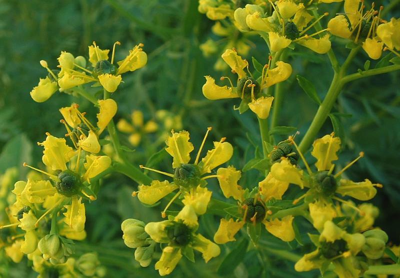 Planta comum no Brasil é conhecida por afastar más energias e doenças