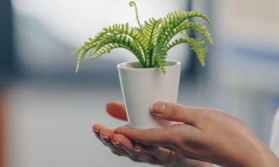 10 plantas resistentes que crescem com pouca luz e alta umidade