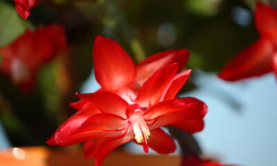 Planta que espanta energia ruim e floresce o ano inteiro