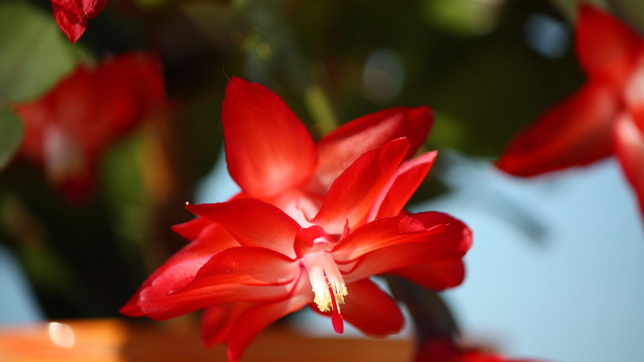 Planta que espanta energia ruim e floresce o ano inteiro