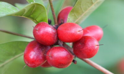 Fruta "mágica" transforma o azedo em doce e te ajuda a cortar o açúcar