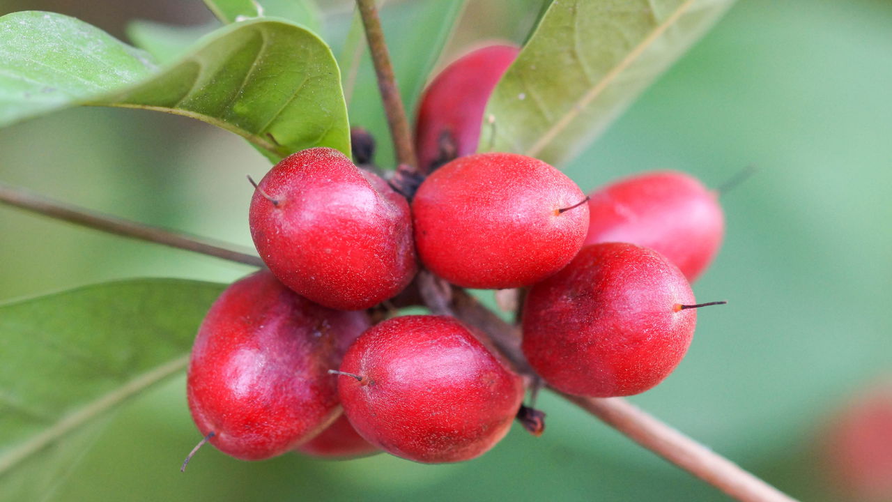 Fruta "mágica" transforma o azedo em doce e te ajuda a cortar o açúcar