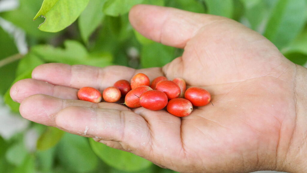Fruta "mágica" transforma o azedo em doce e te ajuda a cortar o açúcar