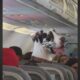 Cão gigante viaja em assento de avião e viraliza