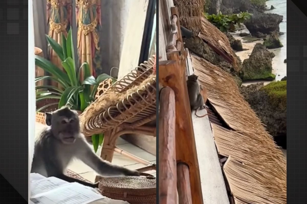 Vídeo: macaco invade quarto de hotel e rouba bolsa de turista brasileira na Indonésia