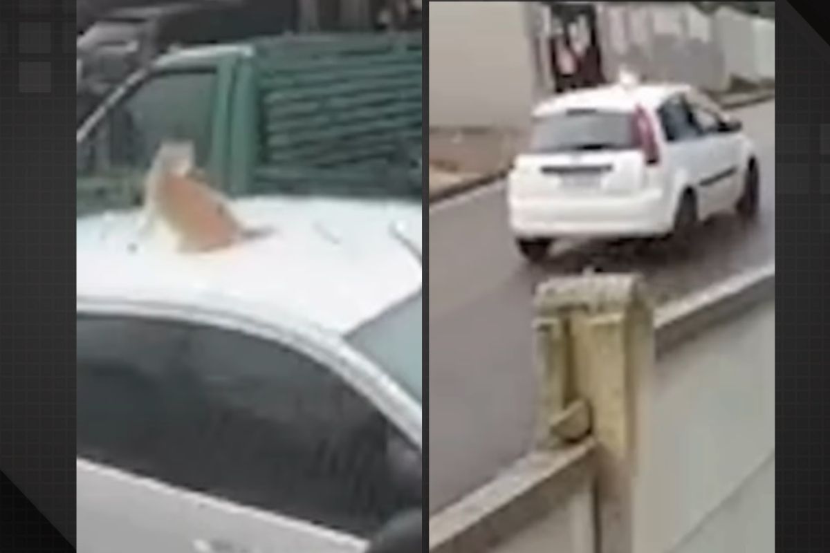 motorista não percebe gato em teto do carro e arranca com veículo