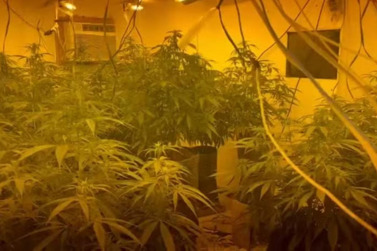 Advogado preso com estufas de maconha em Nova Iguaçu